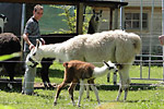 Sommertreffen in Alling