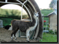 thumb018.jpg