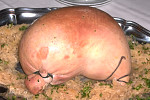 Pf�lzer Saumagen