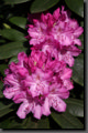 thumb038.jpg